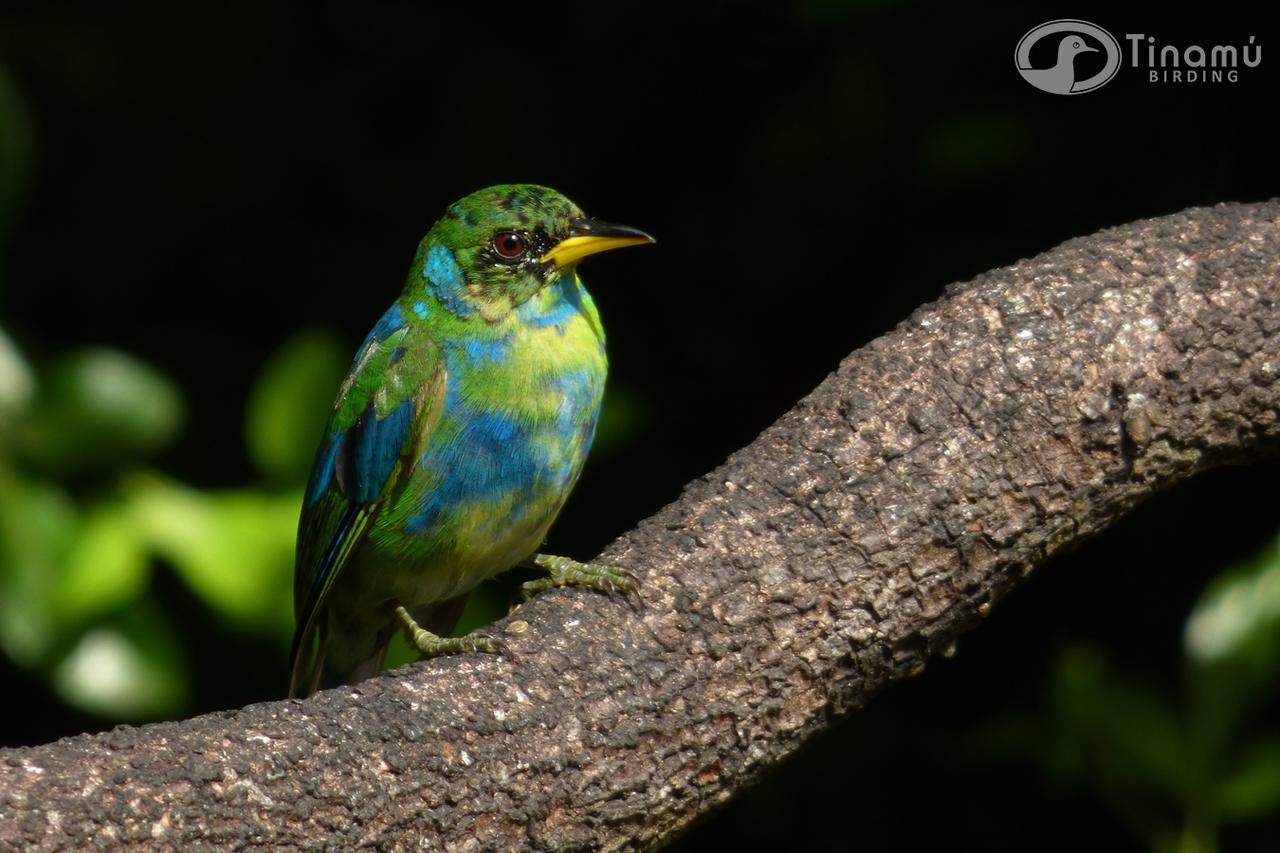 Tinamu Birding Hotel La Manuelita Exterior photo