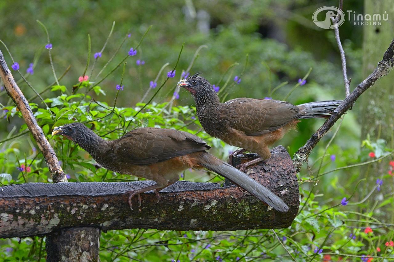 Tinamu Birding Hotel La Manuelita Exterior photo