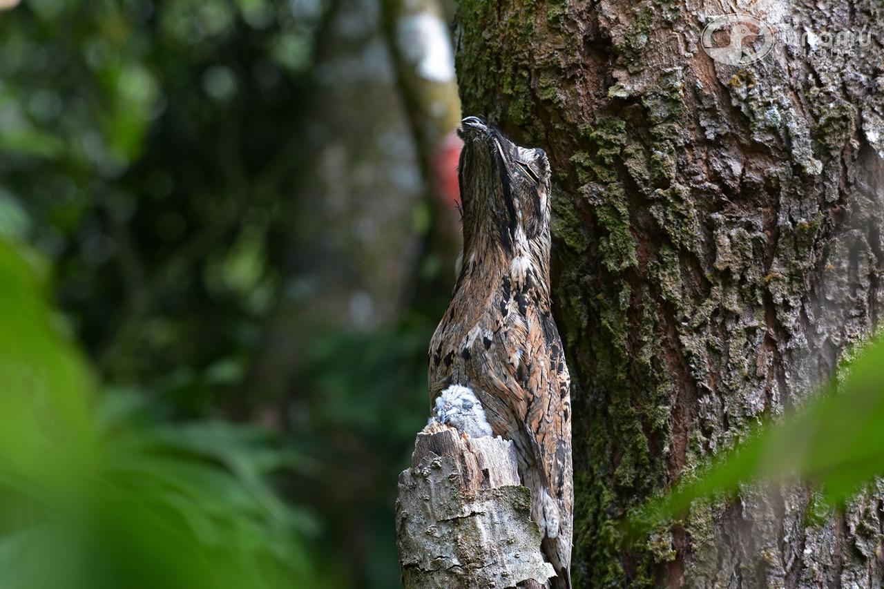 Tinamu Birding Hotel La Manuelita Exterior photo