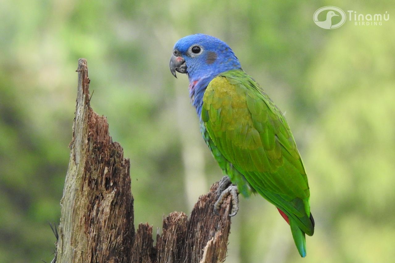 Tinamu Birding Hotel La Manuelita Exterior photo